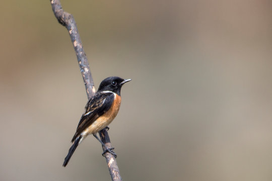 Bird perching on branch