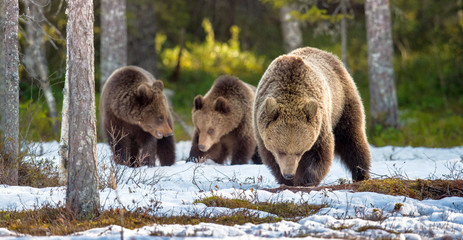 She-bear and bear-cubs. Adult female of Brown Bear (Ursus arctos) with cubs on the snow in spring forest.