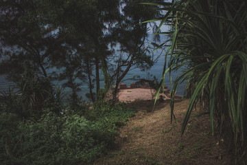  Forest by the ocean