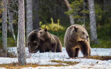 She-bear and bear-cubs. Adult female of Brown Bear (Ursus arctos) with cubs on the snow in spring...