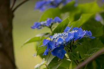 青色の紫陽花