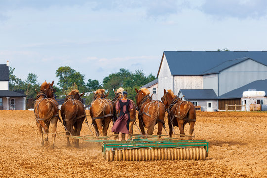 Amish woman with horses plowing a field