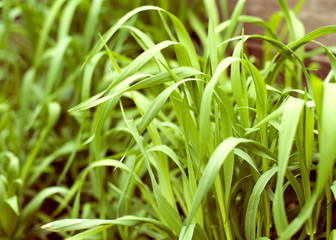 Obraz premium Green grass wheat grass in full growth on a sunny summer day. Texture. Selective focus.