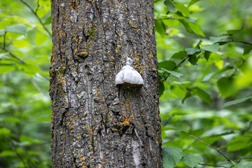Tree Fungus