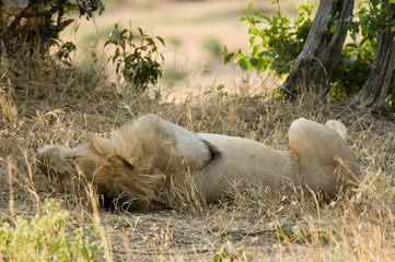 Lion - Masai Mara National Reserve - Kenya