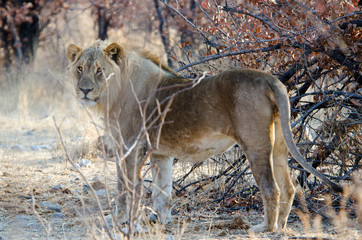 Lion - Etosha National Park - Namibia