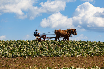 Amish farmer with horses in tobacco field