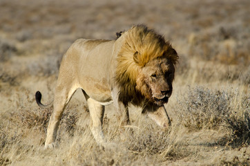 Lion - Etosha National Park - Namibia