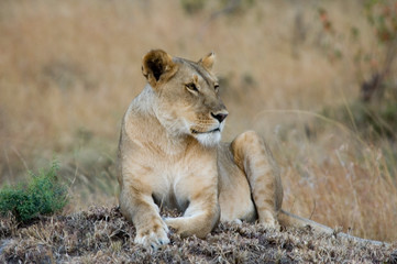 Liones - Masai Mara National Reserve - Kenya