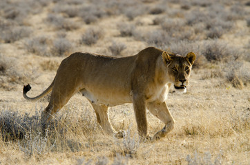 Liones - Etosha National Park - Namibia