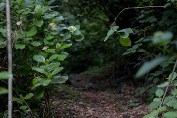 紫陽花のつぼみ