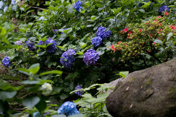 青色の紫陽花
