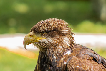 Obraz premium bald eagle resting in his innkeeper