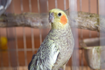 Parakeets . Green wavy parrot sits in a cage . Rosy Faced Lovebird parrot in a cage . birds inseparable . Budgerigar on the cage. Budgie parakeet in birdcage. Parrot
