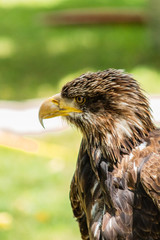 bald eagle resting in his innkeeper