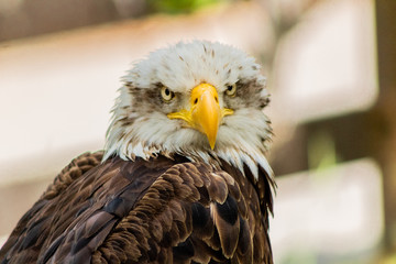 bald eagle resting in his innkeeper