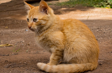 Gatos callejeros