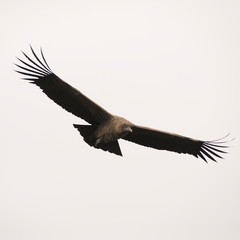 Condor Juvenil volando en la Patagonia. 