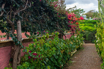 Beautiful flowers by the wall