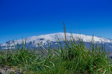 Gras in front of a winter dressed volcano in Iceland