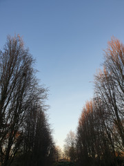 Baumallee im Kurpark am Solbad Raffelberg in Mülheim an der Ruhr (Speldorf)