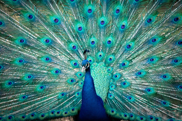 Obraz premium Blauer Pfau