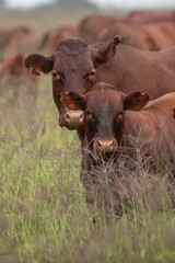  Bonsmara Cattle in South Africa, Free State