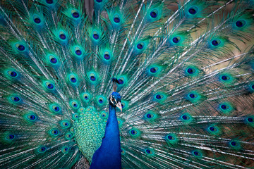 Obraz premium Blauer Pfau