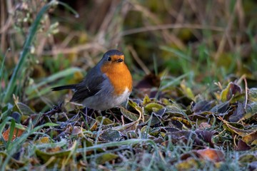A close up portrait of a robin sitting on the ground in the grass in a garden. A great post or greeting card of a song bird.