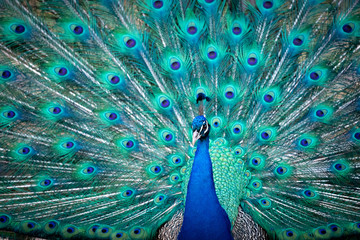 Obraz premium Blauer Pfau