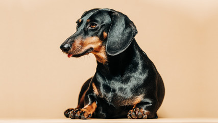 Dachshund Studio Portrait