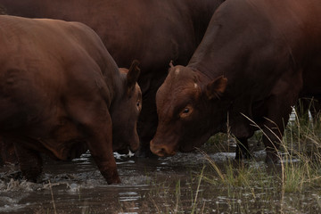 Bonsmara Cattle in The Free State , South Africa