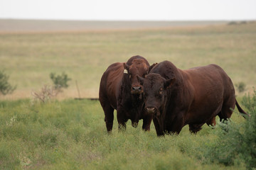 Bonsmara Cattle in The Free State , South Africa