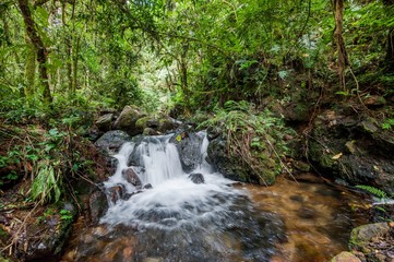 Fototapeta premium Small waterfall in the dark forest. Waterfalls and vegetation inside the Bwindi Impenetrable Forest