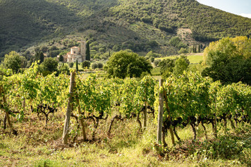 Fototapeta na wymiar vineyards of Brunello in the Monastery Sant'Antim