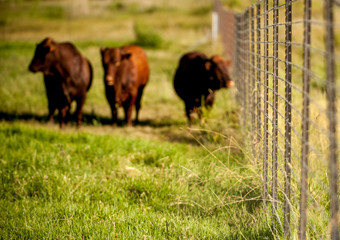 Bonsmara Cattle in The Free State , South Africa