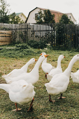 white geese walk on the grass near the fence in the village