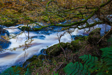 Obraz na płótnie Canvas A rushing river flowing through the forest. Yorkshire. Great Britain.