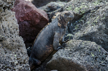 Marine Iguana - Santa Cruz Island - Galapagos Islands - Ecuador