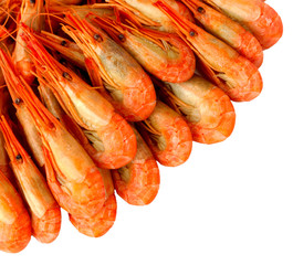  Cooked Prawns or Tiger Shrimps. Seafood.