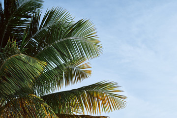 Fototapeta na wymiar palm tree on background of blue sky