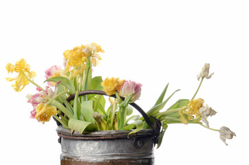 close up white, pink and yellow faded tulips isolated on white