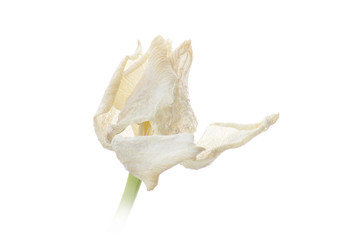 close up white faded tulip isolated on white