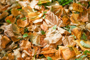 autumn, yellow autumn fallen leaves close-up, texture of yellow leaves