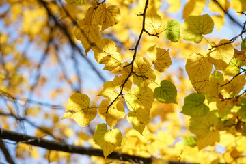  autumn, autumn leaves on trees on blue sky background, yellow leaves texture