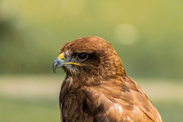 red-tailed buzzard resting in his innkeeper