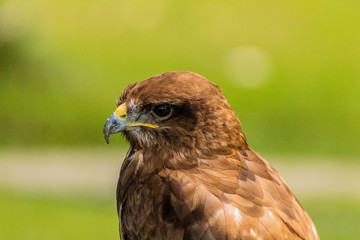 red-tailed buzzard resting in his innkeeper