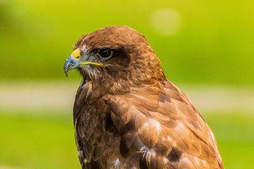 red-tailed buzzard resting in his innkeeper