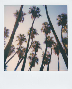 Palm Trees Vintage Polaroid