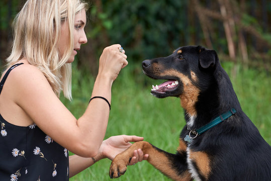 Dog learning tricks